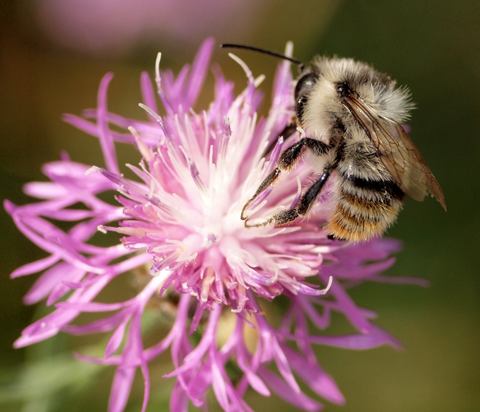 Bombus